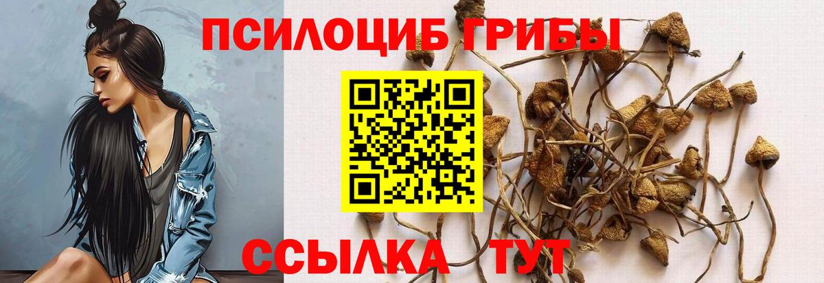 продажа наркотиков  Псилоцибиновые грибы Psilocybine cubensis  Вход с VPN  Кстово 