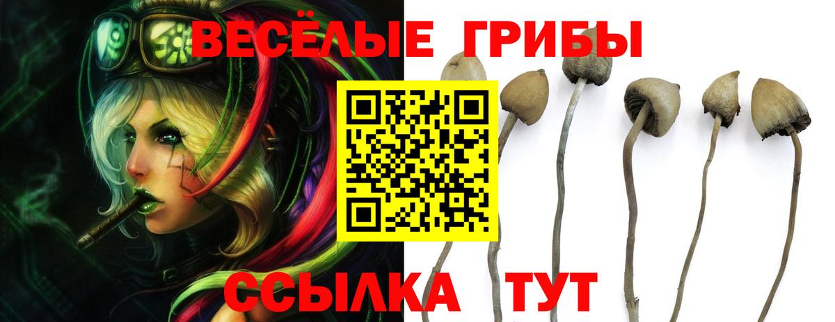 Псилоцибиновые грибы Psilocybine cubensis Кстово